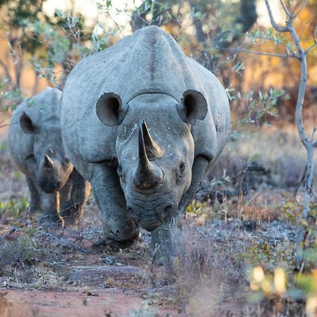Nedile Lodge Welgevonden Wildreservaat Buitenkant foto