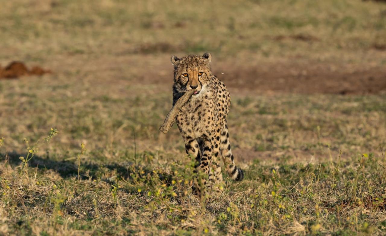 Nedile Lodge Welgevonden Wildreservaat Buitenkant foto