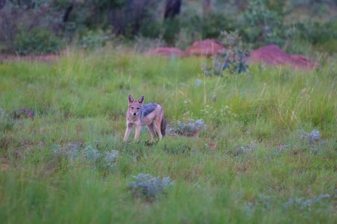 Nedile Lodge Welgevonden Wildreservaat Buitenkant foto