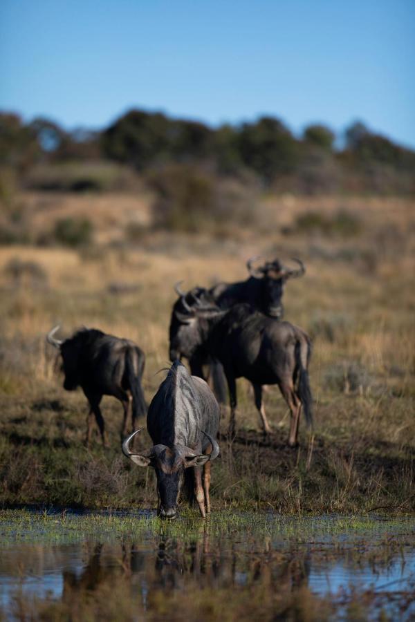 Nedile Lodge Welgevonden Wildreservaat Buitenkant foto