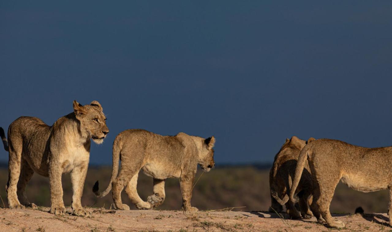 Nedile Lodge Welgevonden Wildreservaat Buitenkant foto