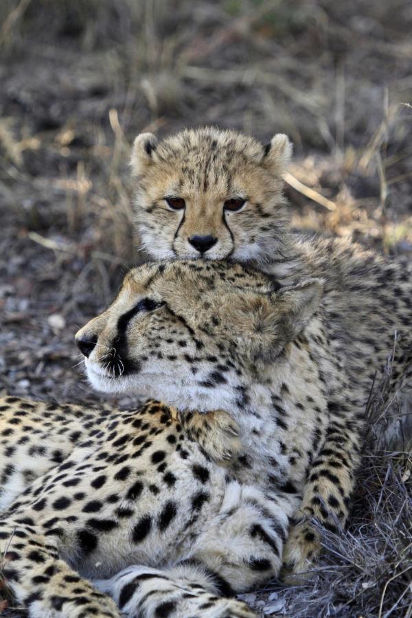 Nedile Lodge Welgevonden Wildreservaat Buitenkant foto