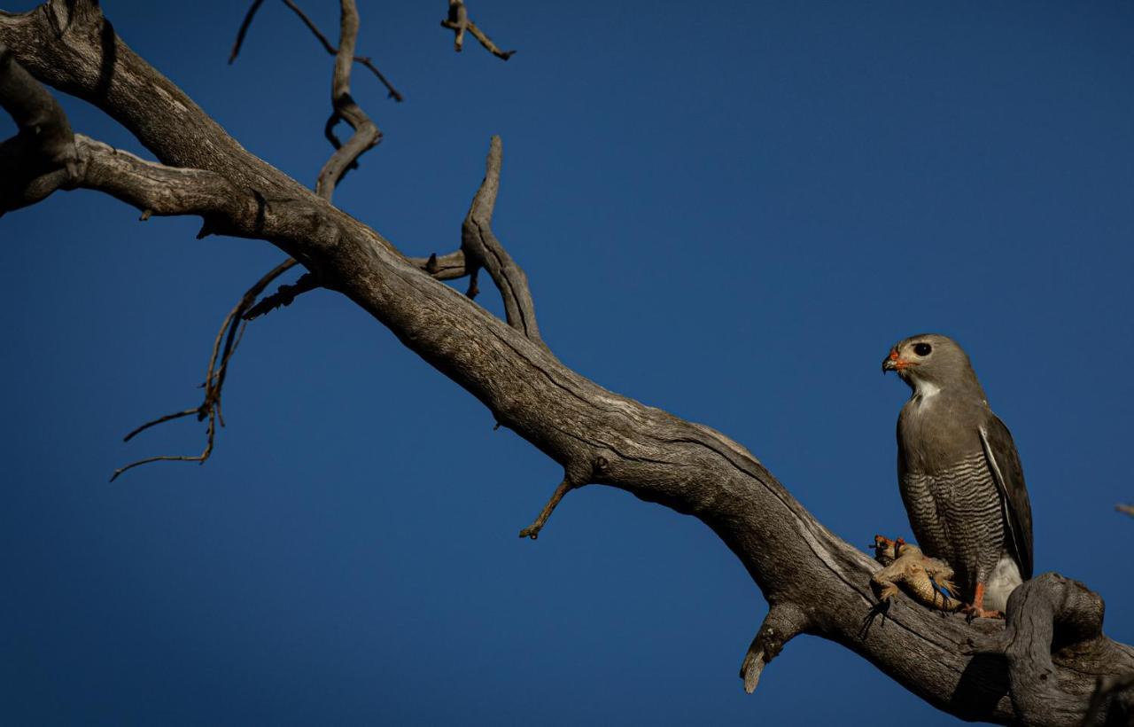 Nedile Lodge Welgevonden Wildreservaat Buitenkant foto