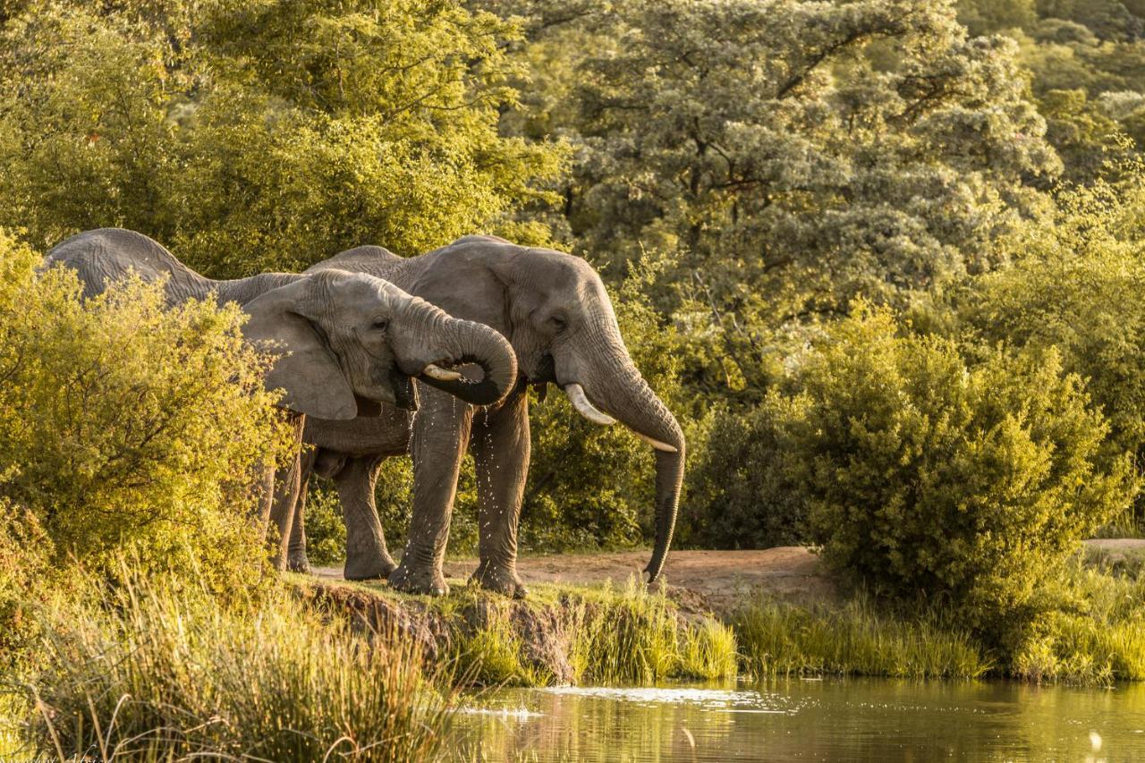 Nedile Lodge Welgevonden Wildreservaat Buitenkant foto