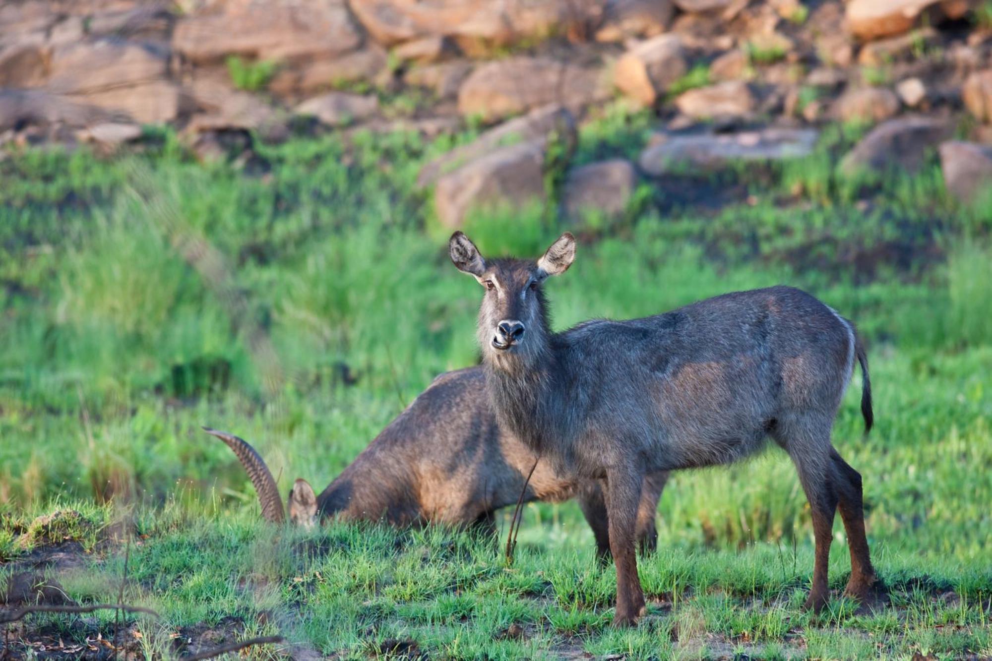Nedile Lodge Welgevonden Wildreservaat Buitenkant foto
