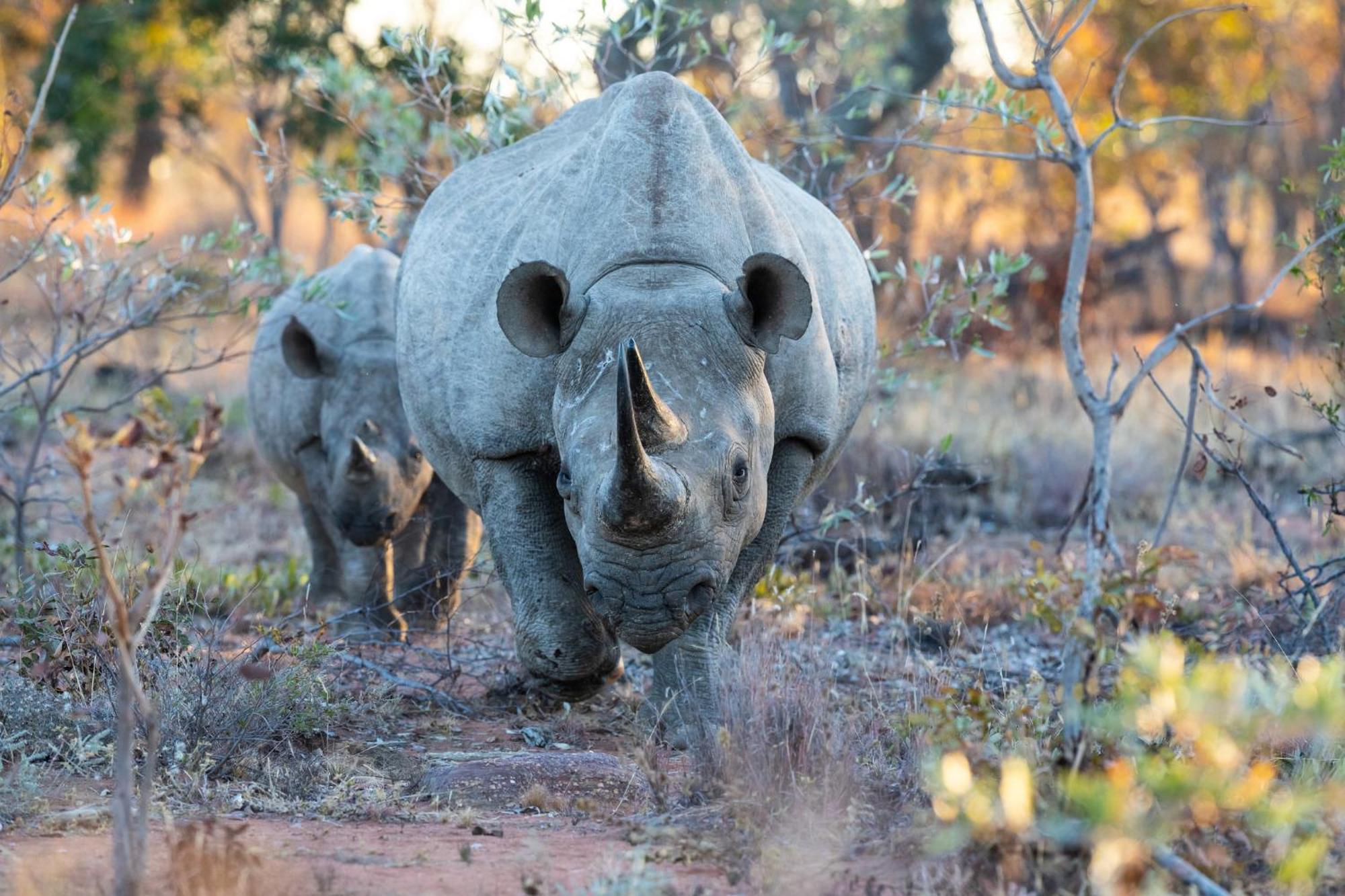 Nedile Lodge Welgevonden Wildreservaat Buitenkant foto